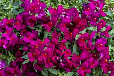 ANTIRRHINUM majus CANDY SHOWERS DEEP PURPLE (multipellets) - Muller Seeds