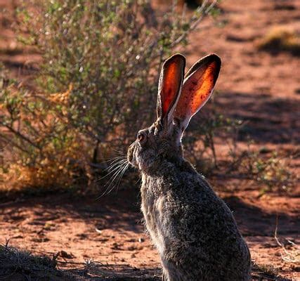 Jackrabbit Hunting Guide – MountainSport Airguns Magazine