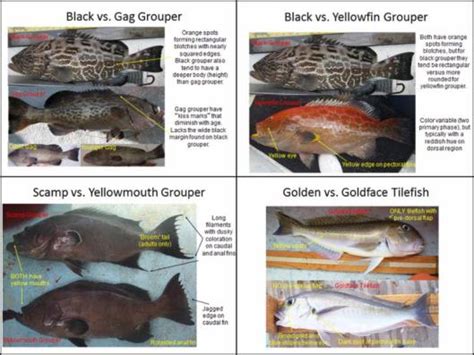 NOAA Announces New Online IFQ Species Identification Guide