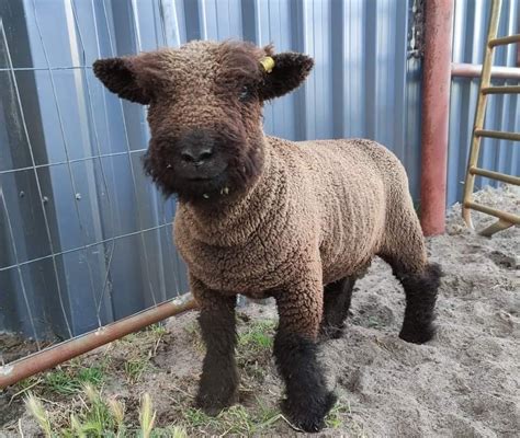 Coloured Babydoll Southdown Sheep