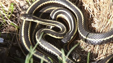 Feds: Arizona snakes endangered