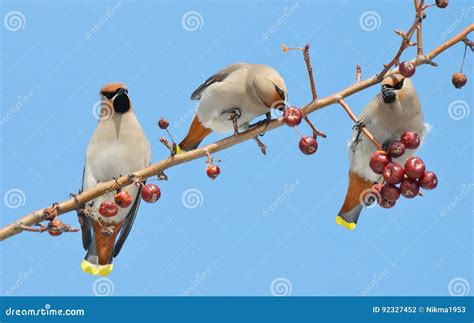 Birds of the steppes stock photo. Image of animaln, flight - 92327452