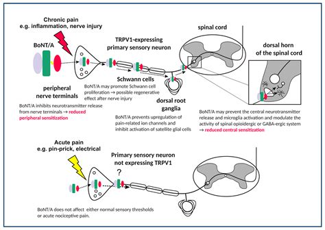 Toxins | Free Full-Text | Mechanisms of Botulinum Toxin Type A Action ...