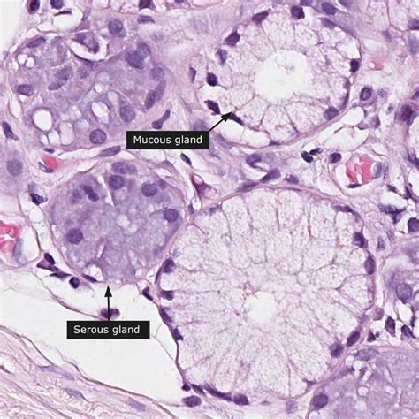 Serous versus mucous gland : r/Histology