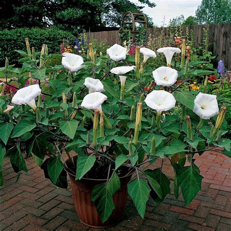 Jimson Weed Seeds