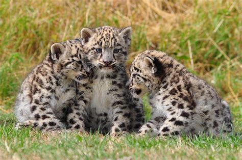 Snow Leopard Cubs | Flickr - Photo Sharing!