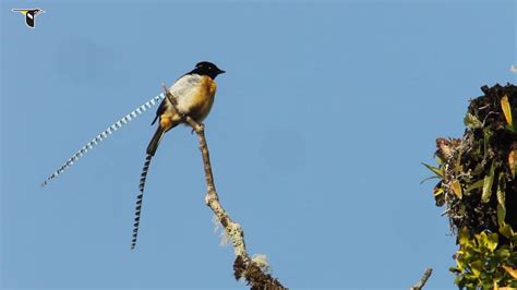 King-of-Saxony Bird-of-Paradise Performs Courtship Display - YouTube