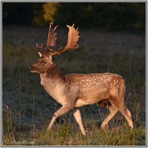 Fallow deer Buck at first light | This Fallow deer stag trot… | Flickr