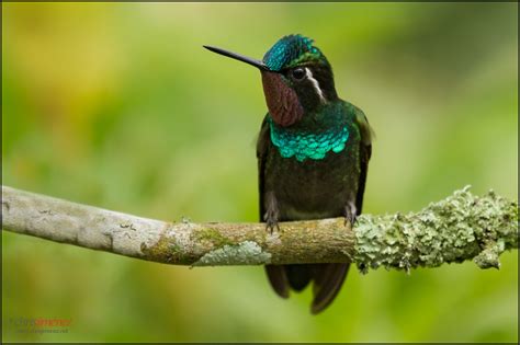 Purple-throated Mountain-gem | Purple-throated Mountain Gem … | Flickr