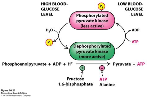 TJ. Pyruvate kinase is an enzyme involved in glycolysis. It catalyzes the transfer of a ...