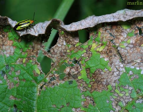 Family Miridae - Plant Bugs - North American Insects & Spiders