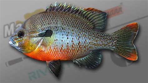 Redbreast sunfish - Alchetron, The Free Social Encyclopedia