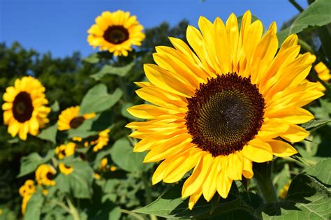 Sunflower Yellow Flower - Free photo on Pixabay