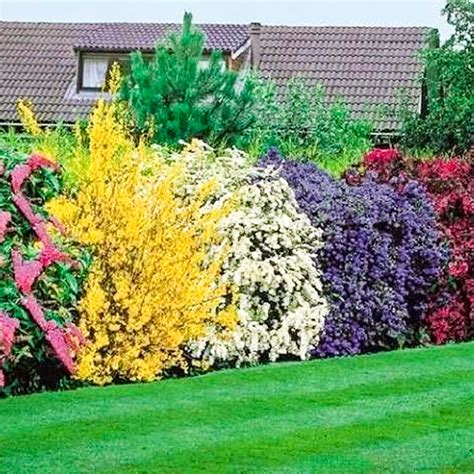 Buy Mixed Shrub s | Colourful Hardy Outdoor Garden Pots Borders | 5 s ...