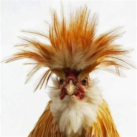 Pin by CountryMouse on Funny | Beautiful chickens, Fancy chickens ...