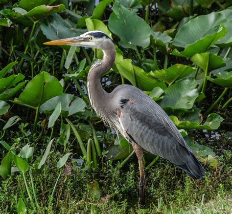 Florida wading birds - PentaxForums.com