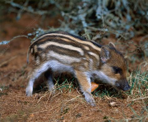 Baby Wild Boar - Stock Image - C014/4138 - Science Photo Library