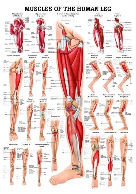 anatomy of the leg muscles | Anatomy for Artists - Lower Body | Pinterest | Anatomy, Muscles and ...