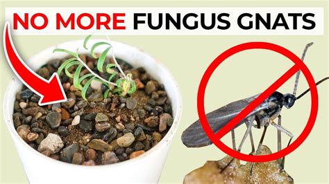 Get Rid of Fungus Gnats in Your Houseplants: Tips and Tricks — Daisy Creek Farms