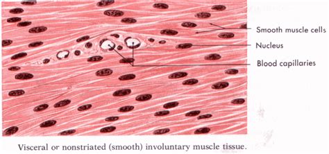 Smooth Muscle Tissue Diagram Drawing - ezildaricci