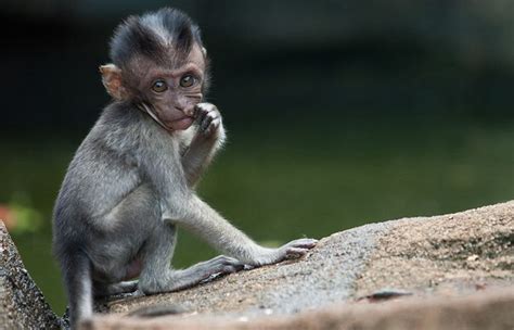 Chinese Scientists Engineer 'Autistic' Monkeys | HuffPost Impact