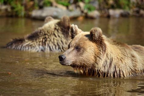 Premium Photo | Two young brown bears swimming in a water