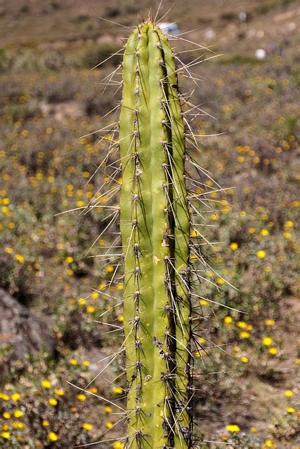 Cactus Peru South America - Free photo on Pixabay