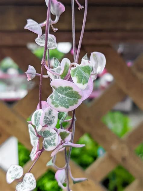 Variegated string of hearts care & all the tips you need to know!