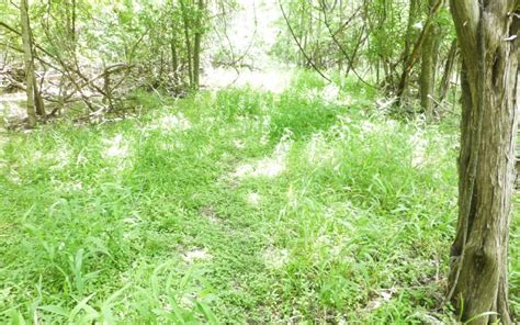 Cypress Creek Nature Preserve - Wimberley Valley Watershed Association