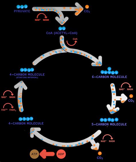 Krebs Cycle Animation