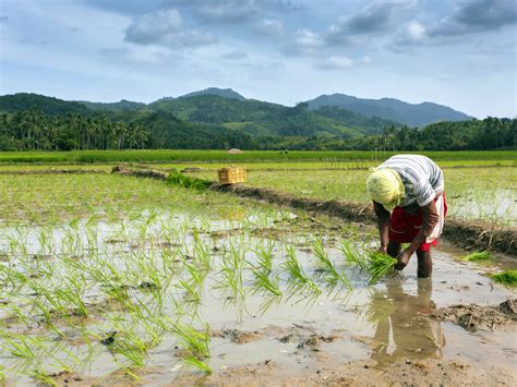 farm philippines - Bravo Filipino