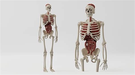 3D Model: Human Body - Human Skeleton with Organs - Twinkl