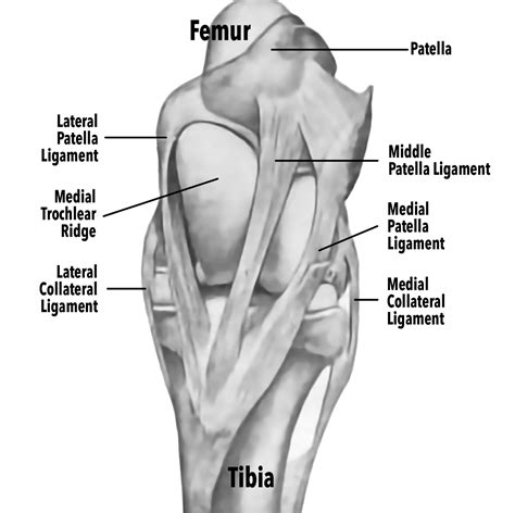 Hock and Stifle Problems in Horses | Nzymes.COM