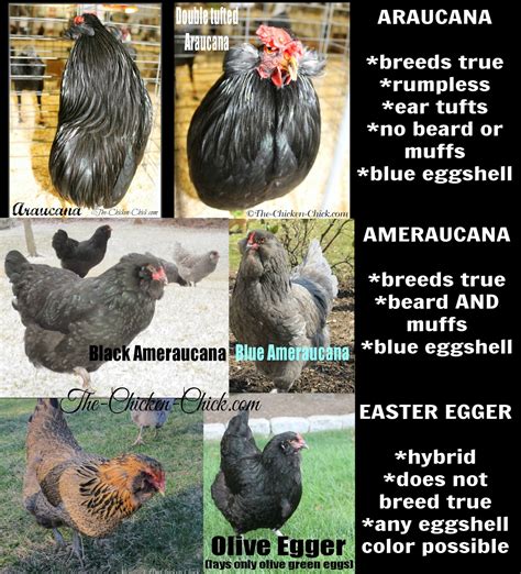 Araucana, Ameraucana or Easter Egger (Olive Egger,Rainbow Layer): What ...