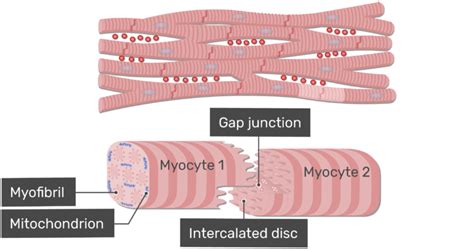 Desmosomes In Cardiac Muscle