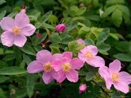 Rosa arkansana, prairie rose or wild prairie rose, native to large area central North America ...