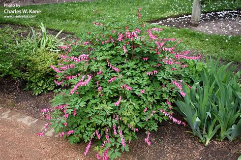 Lamprocapnos spectabilis | Bleeding heart | Medicinal Uses | Charles W ...