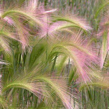 Top 10 Best Ornamental Grasses For Shade - Top Reviews | No Place Called Home