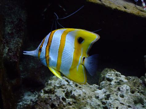 Yellow and White Striped Fish | A yellow and white striped f… | Flickr