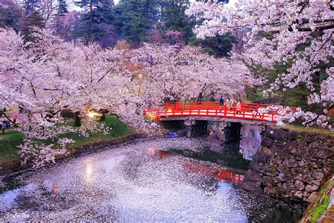 Cherry blossom in the park, Japan, Spring, Bridge, Trees HD wallpaper | Pxfuel