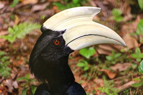 Burung Enggang Flora Atau Fauna - Gambar Burungku