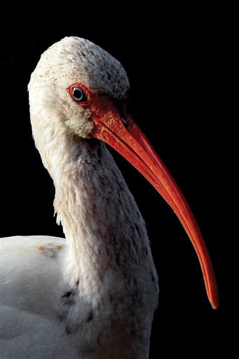 American White Ibis | Shutterbug