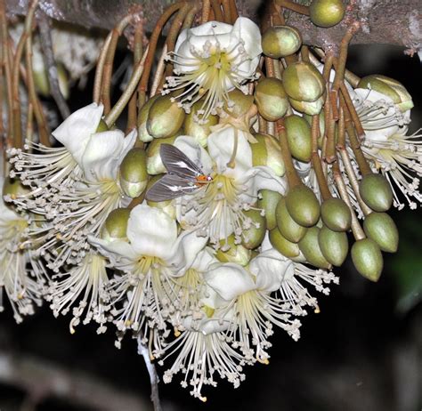 Durio zibethinus | Durian tree, Durian, Plants