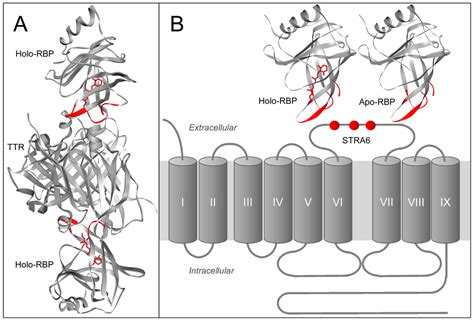 Membranes | Special Issue : Structure and Function of Membrane Receptors