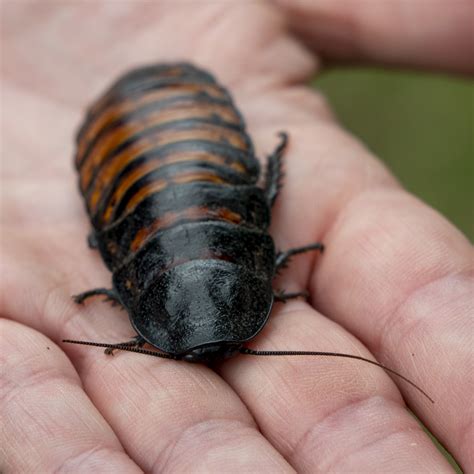 Madagascar Hissing Cockroach - Potawatomi Zoo