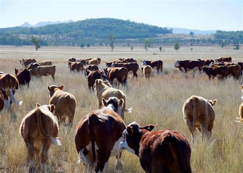 Where to Find Local Grass-Fed Beef in 2024 - Clean Eating Kitchen