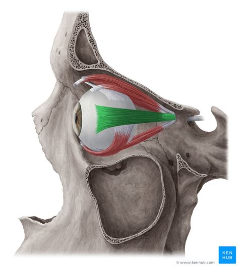 Lateral rectus: Origins, insertions, actions, innervation | Kenhub