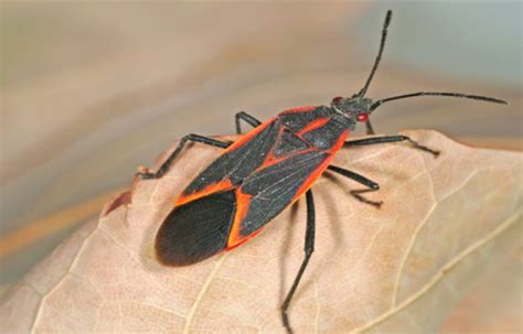 Boxelder & Stink Bugs - AAA Lawn Care - AAA Lawn Care