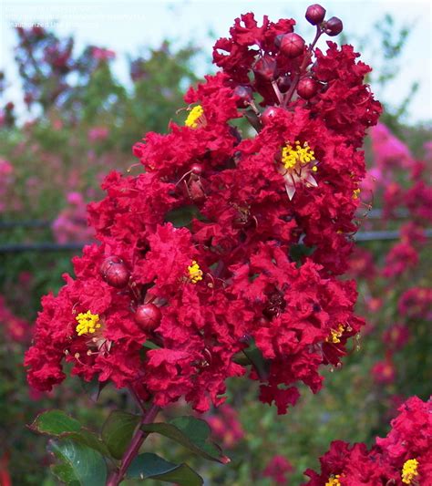 Semi-Dwarf Siren Red Crape Myrtle Trees - Crape Myrtle Guy