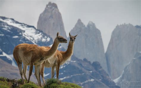 Gauchos, Patagonia, Chile | Wildlife of Torres del Paine National park ...